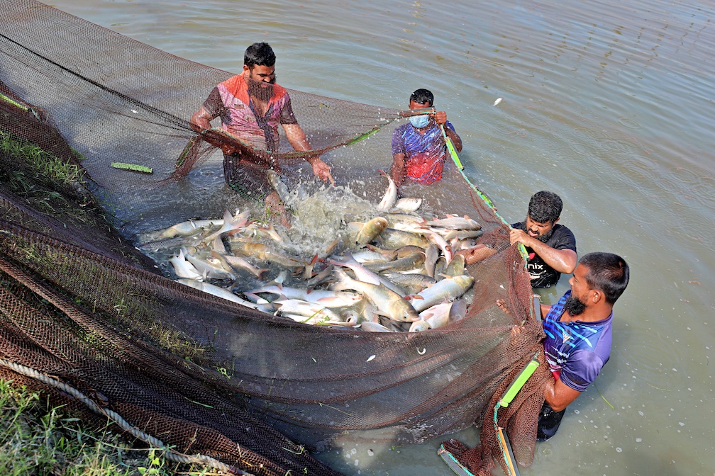 1_Harvest of carp brooders in pond, photo by M. Gulam Hussain_social