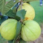 Guava-Tree-Plant-Thai