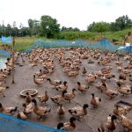 Khaki-Campbell-duck-farm-at-Hili-Block-of-West-Bengal