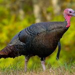 Wild_turkey