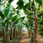 banana-tree-bunch-growing-bananas-alanya-turkey-71214312