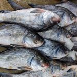 freshly-harvested-big-catla-indian-carp-fish-arranged-in-row-in-indian-fish-market-for-sale-700-269455443