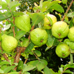 guava