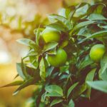 Citrus tree in sunny day in summer