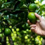 Woman hand picking lemon on lemon tree