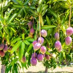 Orchard of Mango trees