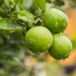 Three green oranges after rain growing on the tree