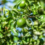 A fresh and healthy orange fruit growing on a tree.