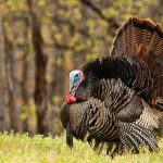 Trying to entice females and ward of other males, this Tom turkey is fully puffed out and his head engorged.  Copy space to the left of bird in blurred forest.