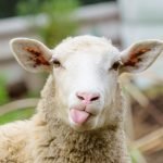 Funny sheep. Portrait of sheep showing tongue.