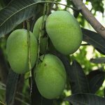 mango-tree-green-food