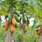 papaya-trees-fruiting