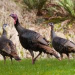 Wild turkeys.